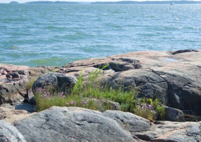 a bird is sitting on a rock by the water